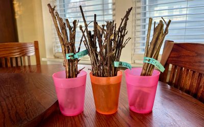 Currant & Honeyberry Cuttings